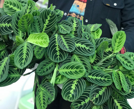 Person holding a lush, green maranta plant with oval shaped leaves and a lime green curved stripe pattern on them.