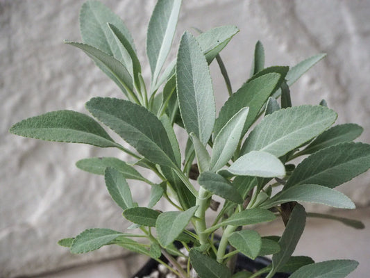 Salvia apiana white sage plant for sale Los Angeles