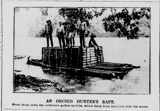 Black and white newspaper clipping of orchid hunters aboard a raft in the early 1900s