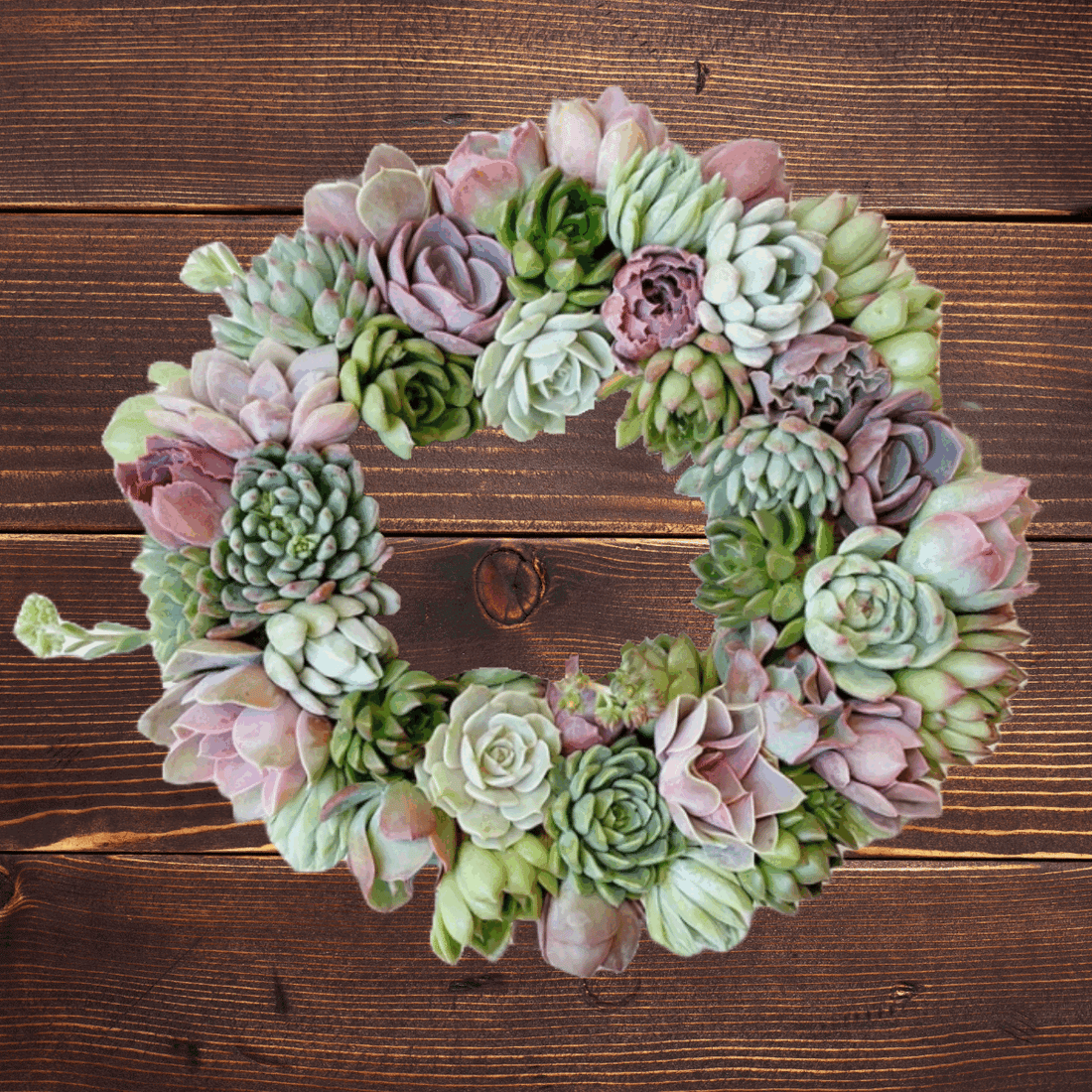 Succulent Wreath and Topiary Christmas Tree Workshops