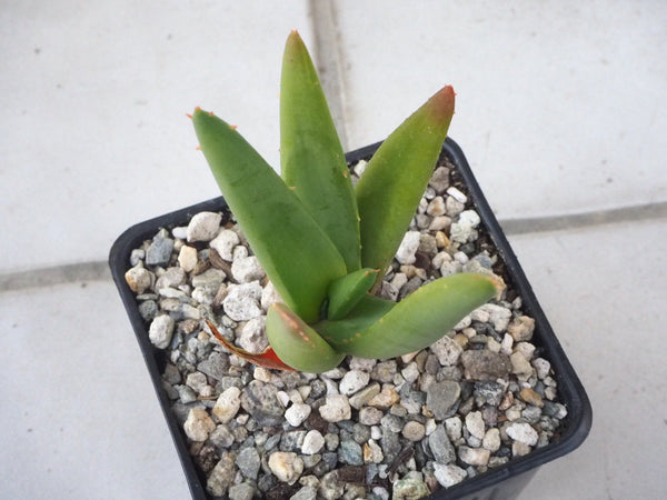 Aloe Hercules small plant