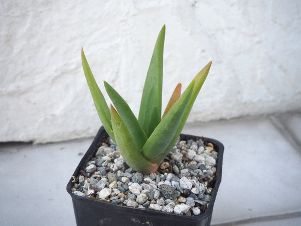 Hercules Aloe live plant