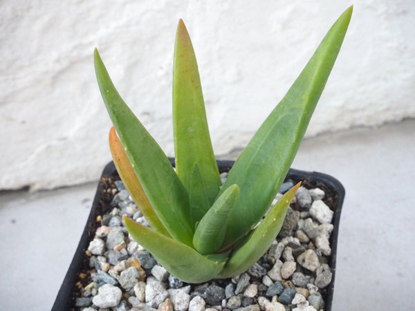 Hercules Aloe